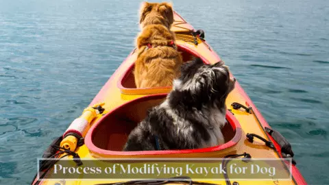 kayak dog platform