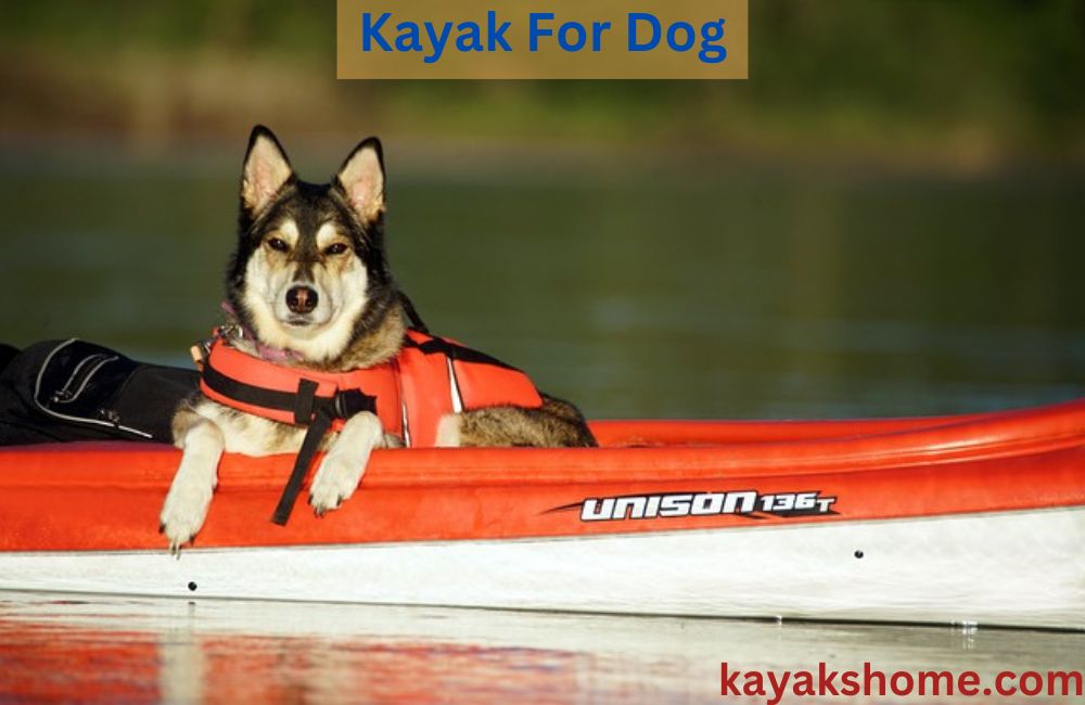 Kayak For Dog